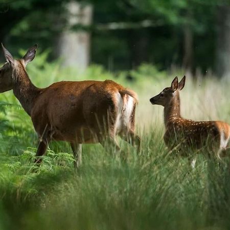Maison Au Milieu Des Bois Et Des Animaux Jouy-le-Potier エクステリア 写真