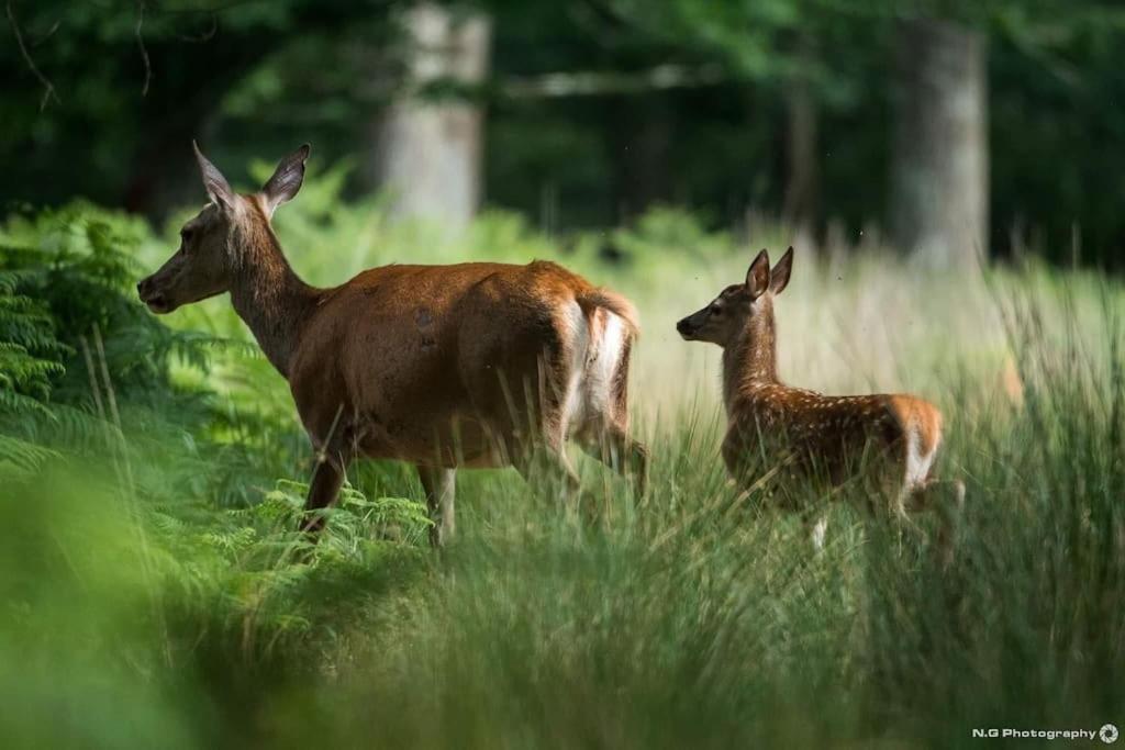 Maison Au Milieu Des Bois Et Des Animaux Jouy-le-Potier エクステリア 写真