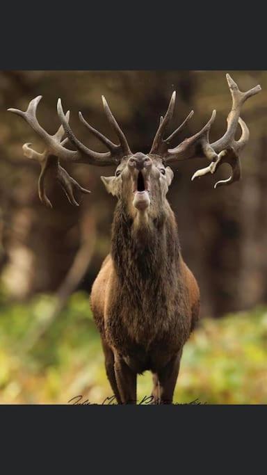 Maison Au Milieu Des Bois Et Des Animaux Jouy-le-Potier エクステリア 写真